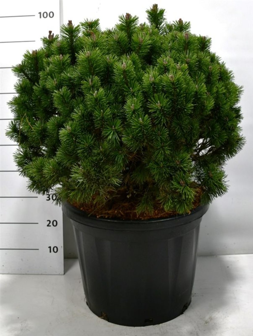 Pinus mugo 'Mops' - C45 60-80 CM